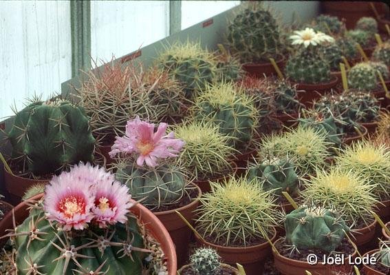 - Echinocactus mix coll JL in 1986 ©JL